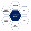 Next-Generation Sequencing (NGS) and the Role of Bioinformatics
