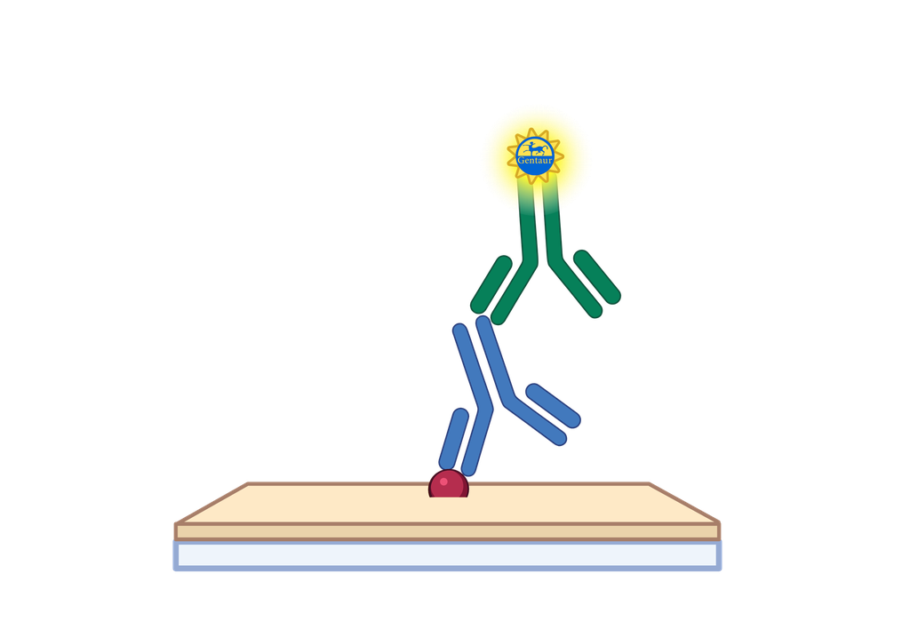 ELISA   ACBD4 Antibody, HRP  