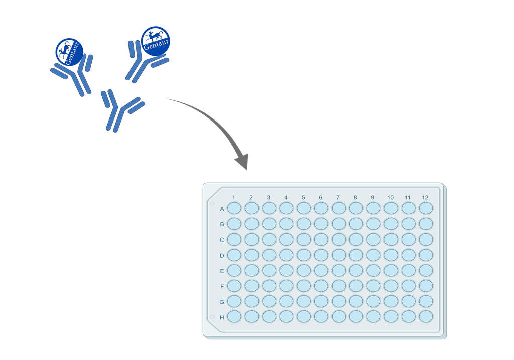 ELISA   5HT7 Receptor anti-